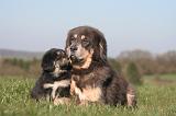 DOGUE DU TIBET 462